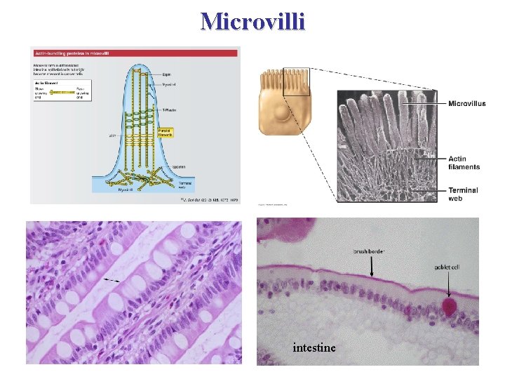 Microvilli intestine 