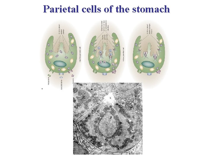 Parietal cells of the stomach 