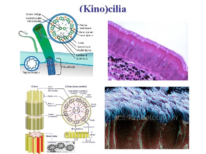 (Kino)cilia 