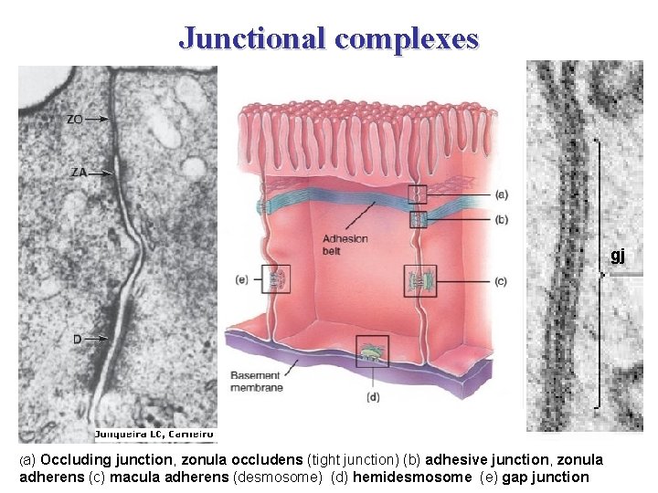 Junctional complexes gj (a) Occluding junction, zonula occludens (tight junction) (b) adhesive junction, zonula