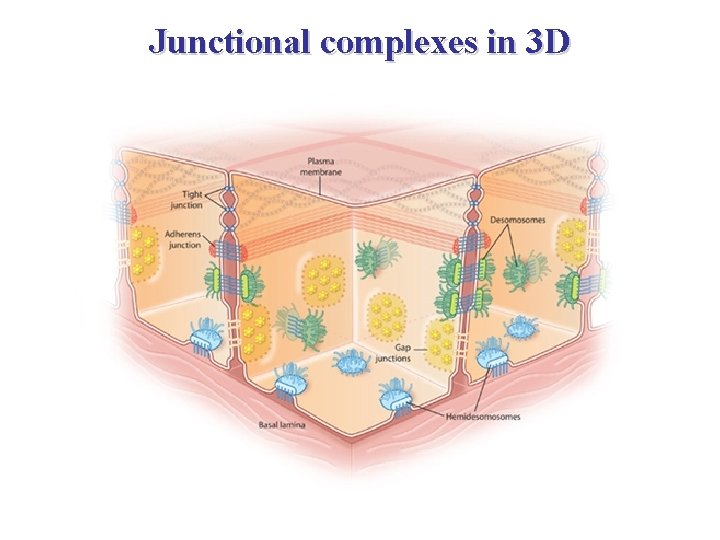 Junctional complexes in 3 D 