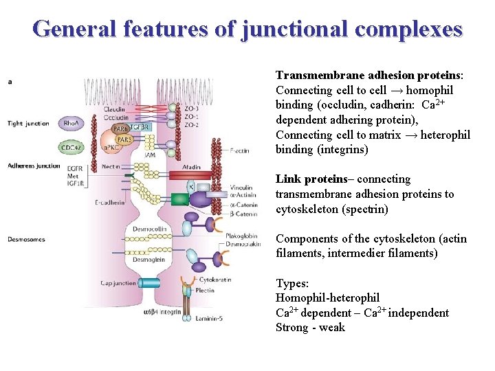 General features of junctional complexes Transmembrane adhesion proteins: Connecting cell to cell → homophil