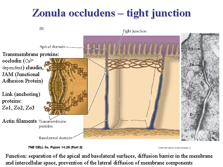 Zonula occludens – tight junction Transmembrane proteins: occludin (Ca 2+ dependent) claudin, JAM (Junctional