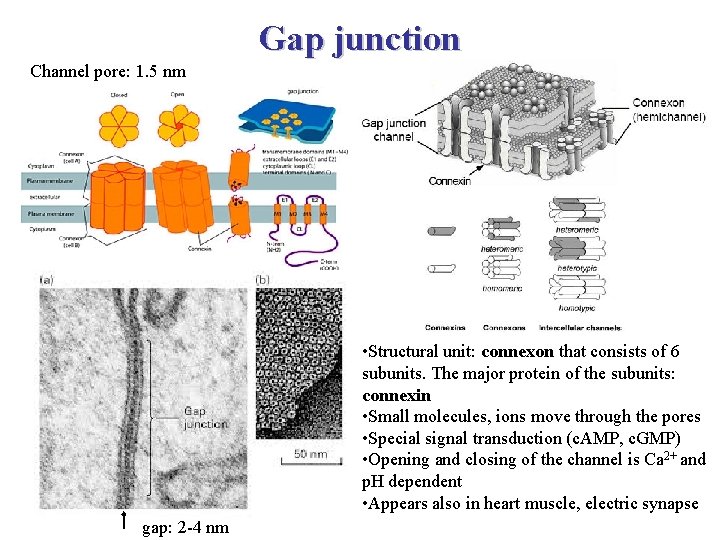 Gap junction Channel pore: 1. 5 nm • Structural unit: connexon that consists of