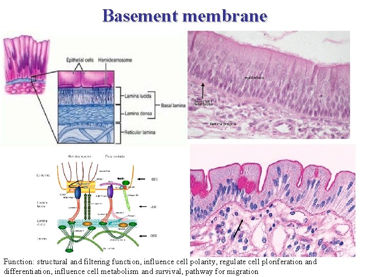 Basement membrane Function: structural and filtering function, influence cell polarity, regulate cell ploriferation and