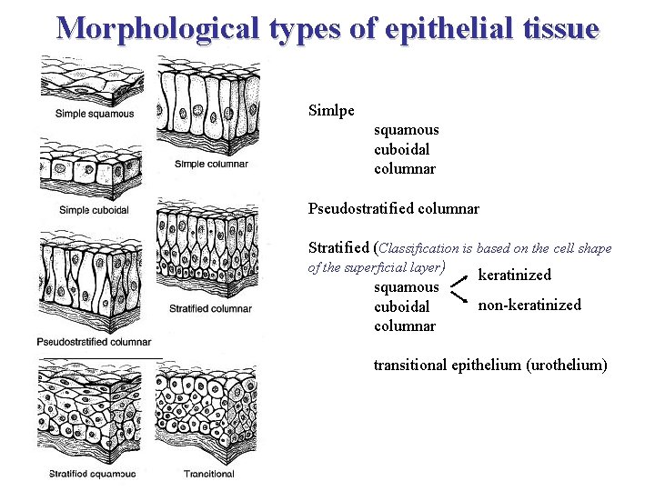 Morphological types of epithelial tissue Simlpe squamous cuboidal columnar Pseudostratified columnar Stratified (Classification is