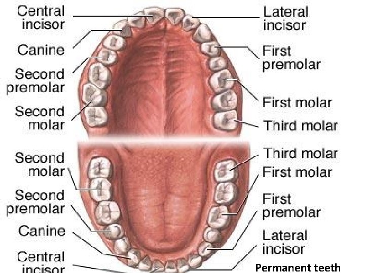 Oral cavity Anatomy and Histology Part 1 Prof