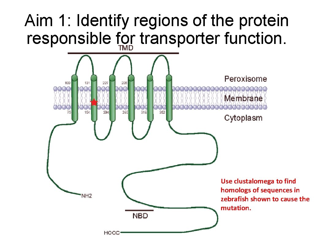 Aim 1: Identify regions of the protein responsible for transporter function. Use clustalomega to