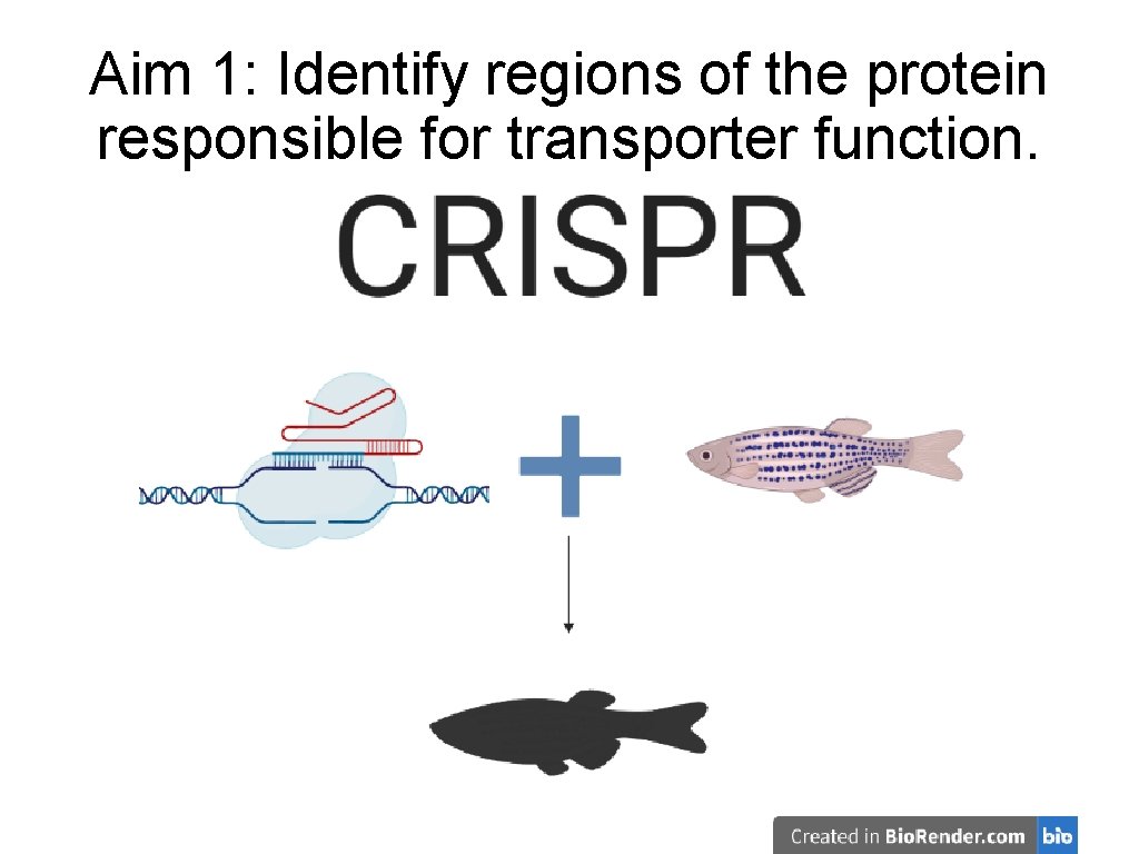 Aim 1: Identify regions of the protein responsible for transporter function. 