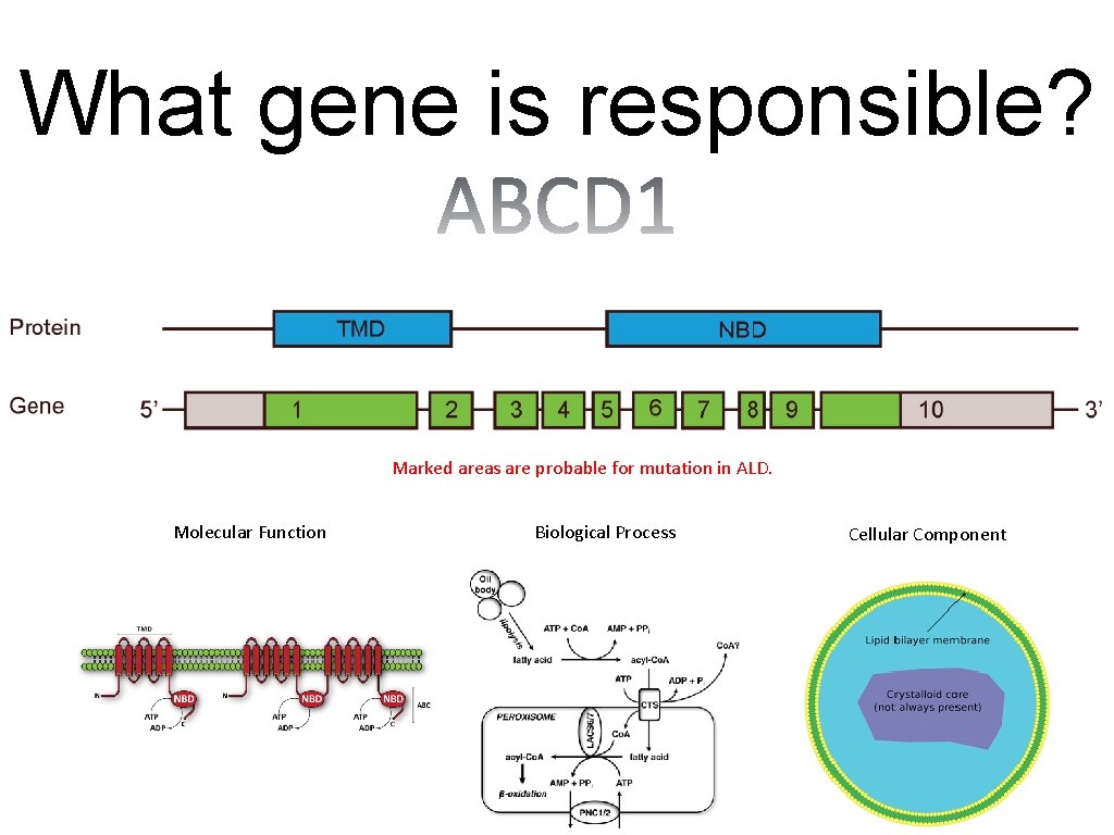 What gene is responsible? Marked areas are probable for mutation in ALD. Molecular Function