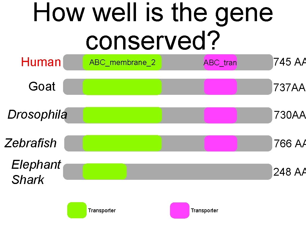 How well is the gene conserved? Human ABC_membrane_2 ABC_tran Goat 745 AA 737 AA