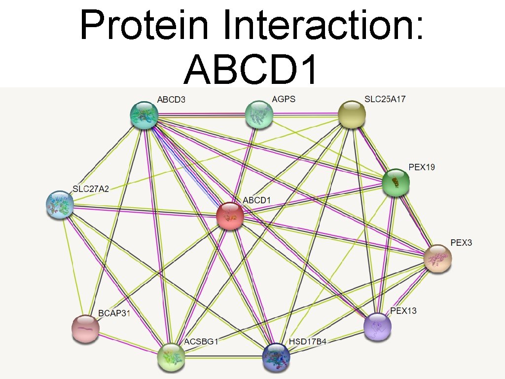 Protein Interaction: ABCD 1 