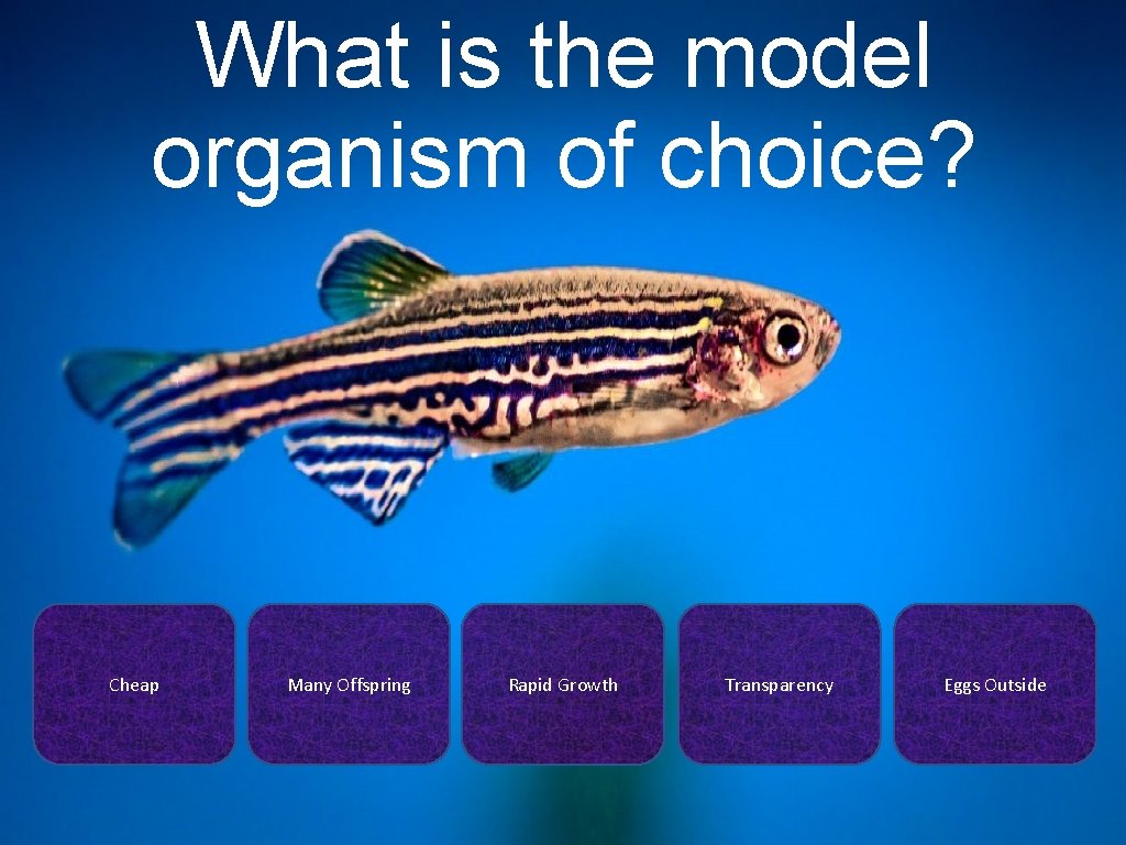 What is the model organism of choice? Cheap Many Offspring Rapid Growth Transparency Eggs