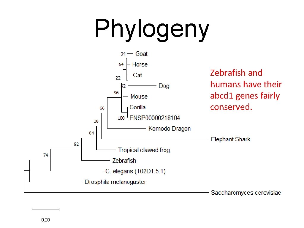 Phylogeny Zebrafish and humans have their abcd 1 genes fairly conserved. 