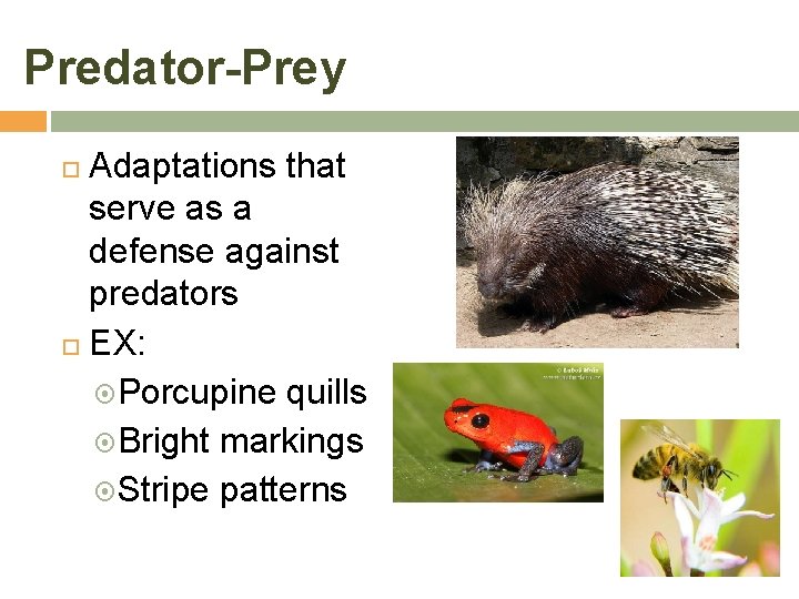 Predator-Prey Adaptations that serve as a defense against predators EX: Porcupine quills Bright markings