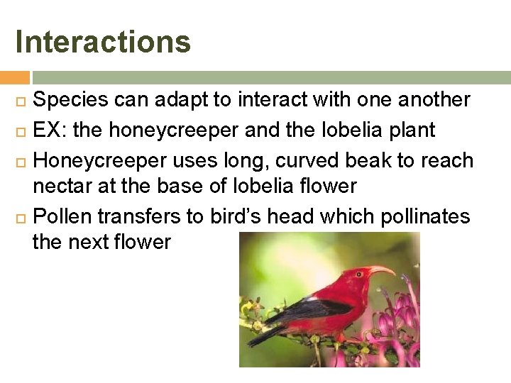 Interactions Species can adapt to interact with one another EX: the honeycreeper and the