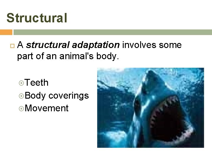 Structural A structural adaptation involves some part of an animal's body. Teeth Body coverings