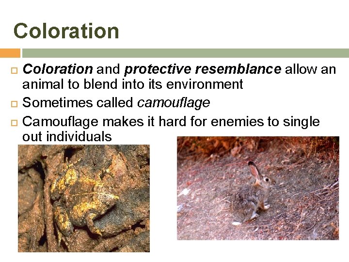 Coloration Coloration and protective resemblance allow an animal to blend into its environment Sometimes