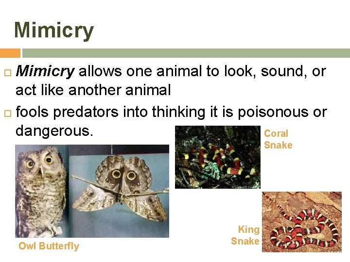 Mimicry allows one animal to look, sound, or act like another animal fools predators