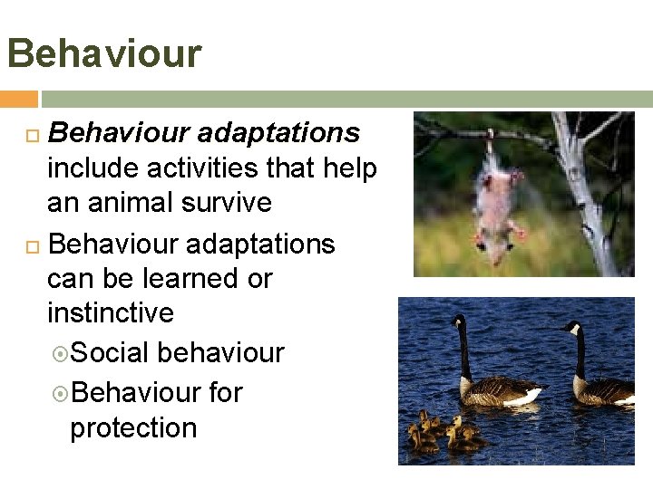 Behaviour adaptations include activities that help an animal survive Behaviour adaptations can be learned