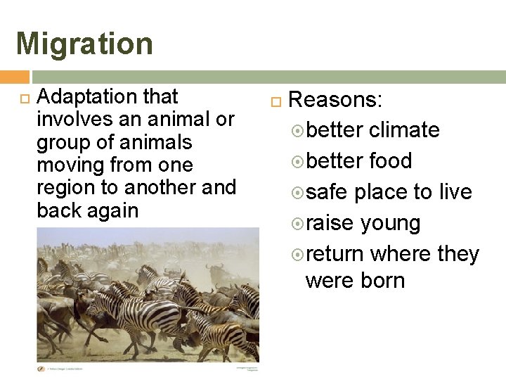 Migration Adaptation that involves an animal or group of animals moving from one region