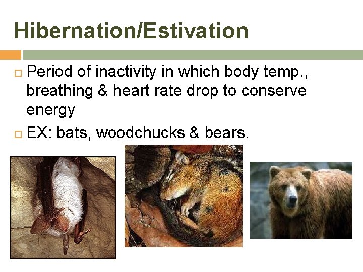 Hibernation/Estivation Period of inactivity in which body temp. , breathing & heart rate drop