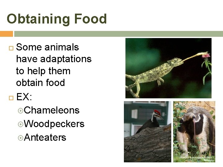 Obtaining Food Some animals have adaptations to help them obtain food EX: Chameleons Woodpeckers