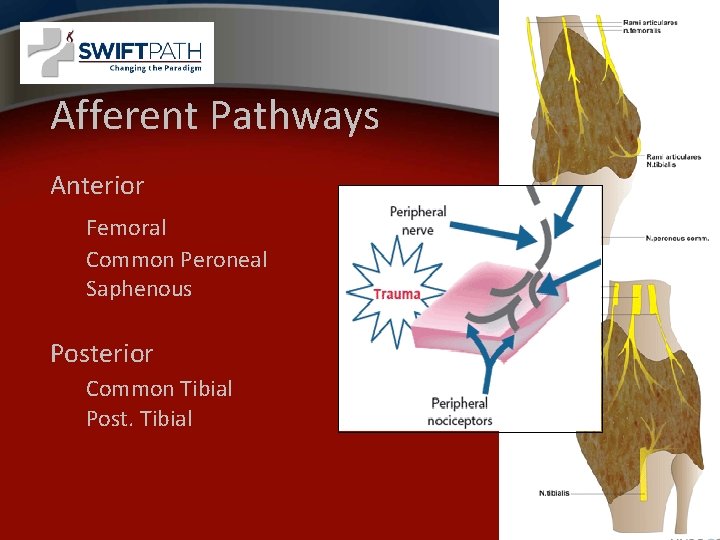 Afferent Pathways Anterior Femoral Common Peroneal Saphenous Posterior Common Tibial Post. Tibial 