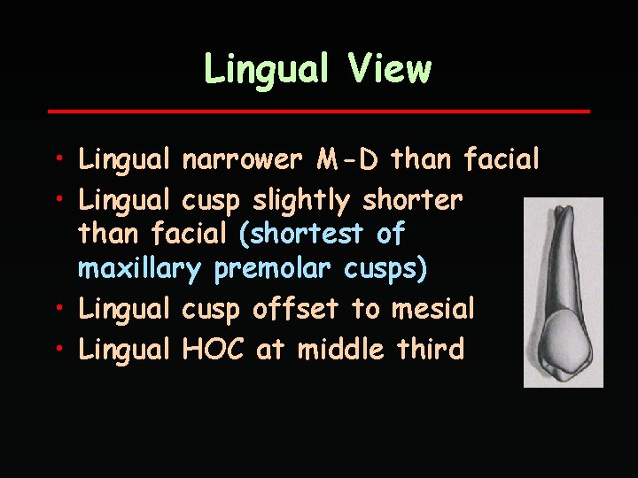 Lingual View • Lingual narrower M-D than facial • Lingual cusp slightly shorter than