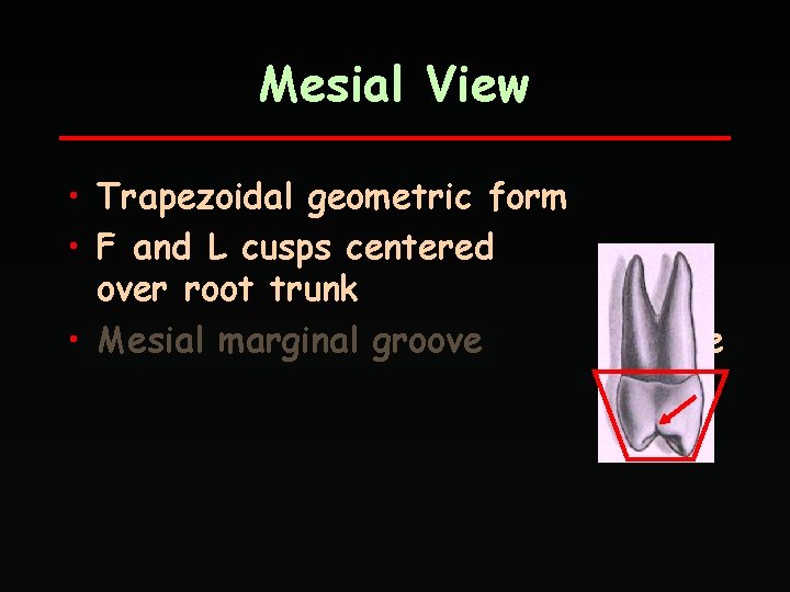 Mesial View • Trapezoidal geometric form • F and L cusps centered over root