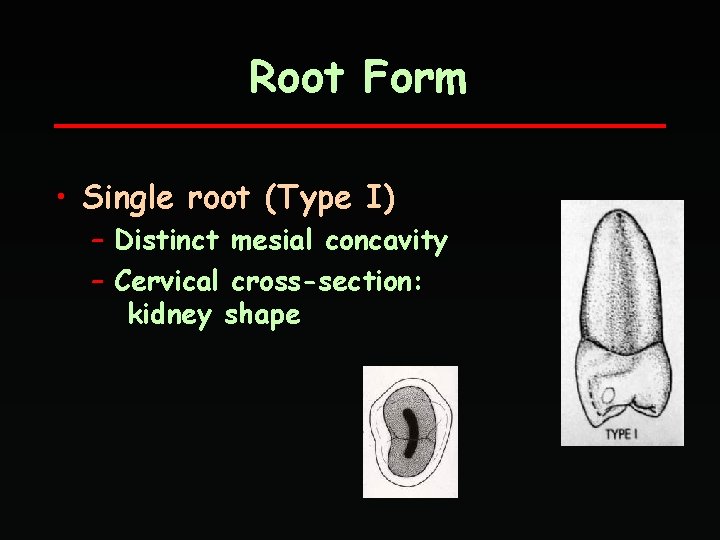 Root Form • Single root (Type I) – Distinct mesial concavity – Cervical cross-section: