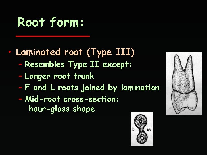 Root form: • Laminated root (Type III) – – Resembles Type II except: Longer