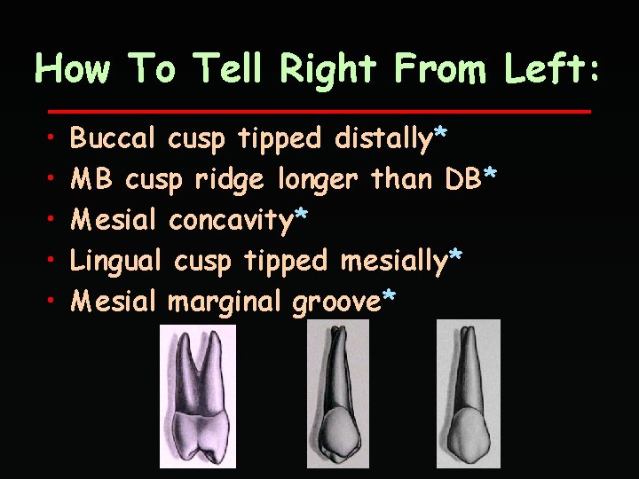 How To Tell Right From Left: • • • Buccal cusp tipped distally* MB