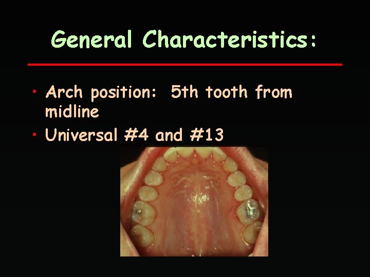 General Characteristics: • Arch position: 5 th tooth from midline • Universal #4 and