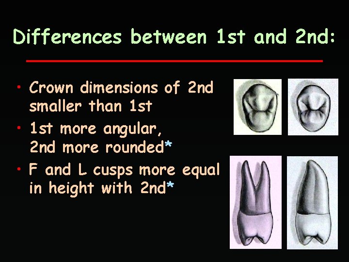 Differences between 1 st and 2 nd: • Crown dimensions of 2 nd smaller