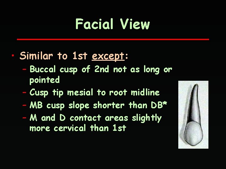 Facial View • Similar to 1 st except: – Buccal cusp of 2 nd