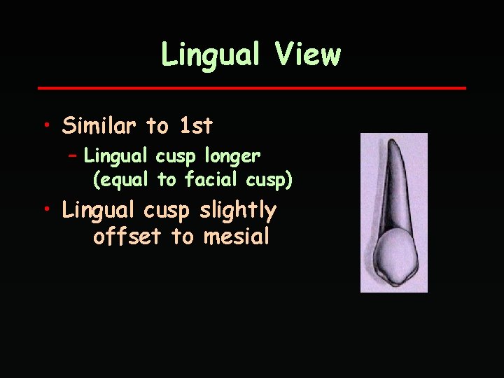 Lingual View • Similar to 1 st – Lingual cusp longer (equal to facial