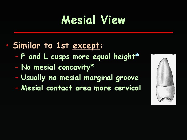 Mesial View • Similar to 1 st except: – – F and L cusps