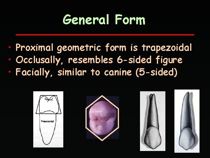 General Form • Proximal geometric form is trapezoidal • Occlusally, resembles 6 -sided figure