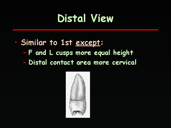 Distal View • Similar to 1 st except: – F and L cusps more