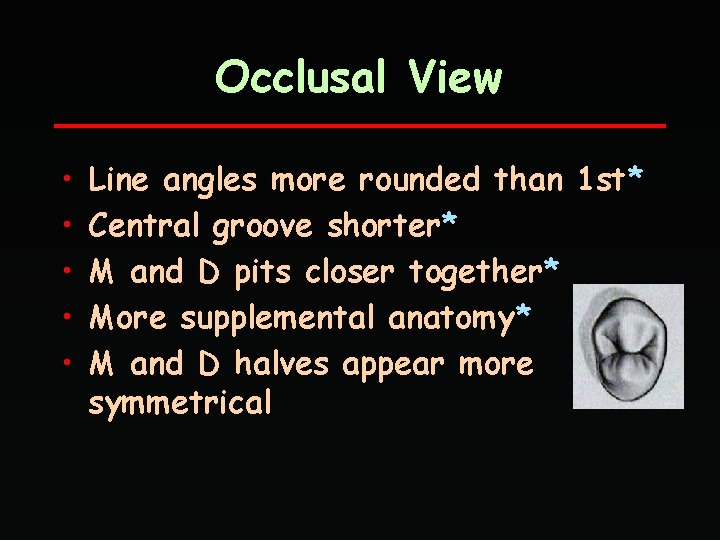 Occlusal View • • • Line angles more rounded than 1 st* Central groove