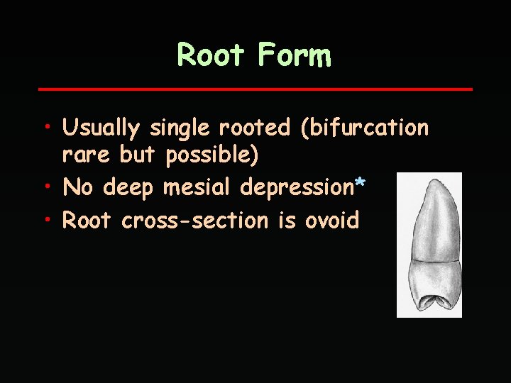 Root Form • Usually single rooted (bifurcation rare but possible) • No deep mesial