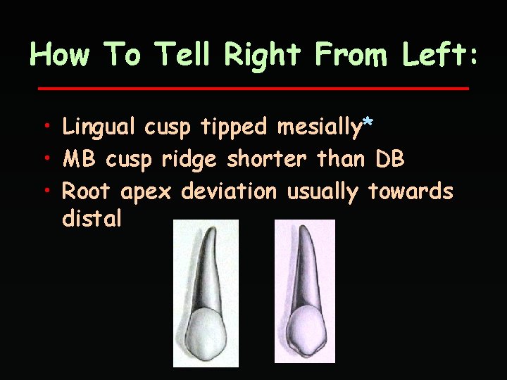 How To Tell Right From Left: • Lingual cusp tipped mesially* • MB cusp