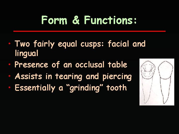 Form & Functions: • Two fairly equal cusps: facial and lingual • Presence of
