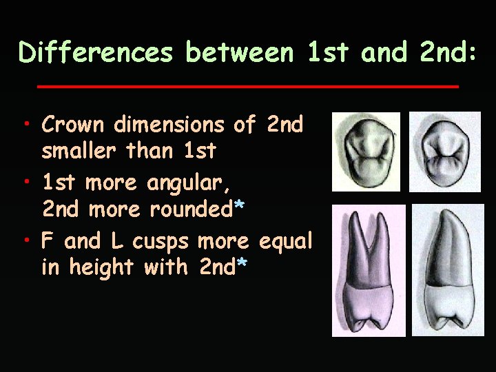 Differences between 1 st and 2 nd: • Crown dimensions of 2 nd smaller