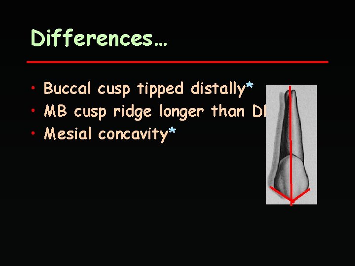 Differences… • Buccal cusp tipped distally* • MB cusp ridge longer than DB* •