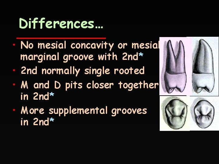 Differences… • No mesial concavity or mesial marginal groove with 2 nd* • 2