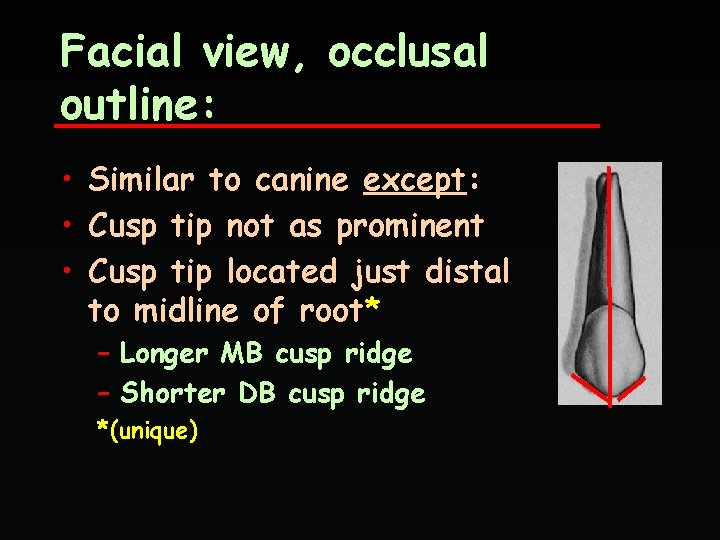 Facial view, occlusal outline: • Similar to canine except: • Cusp tip not as