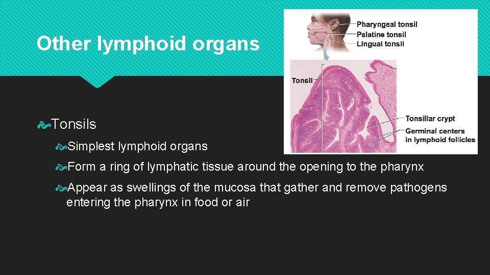 Other lymphoid organs Tonsils Simplest lymphoid organs Form a ring of lymphatic tissue around