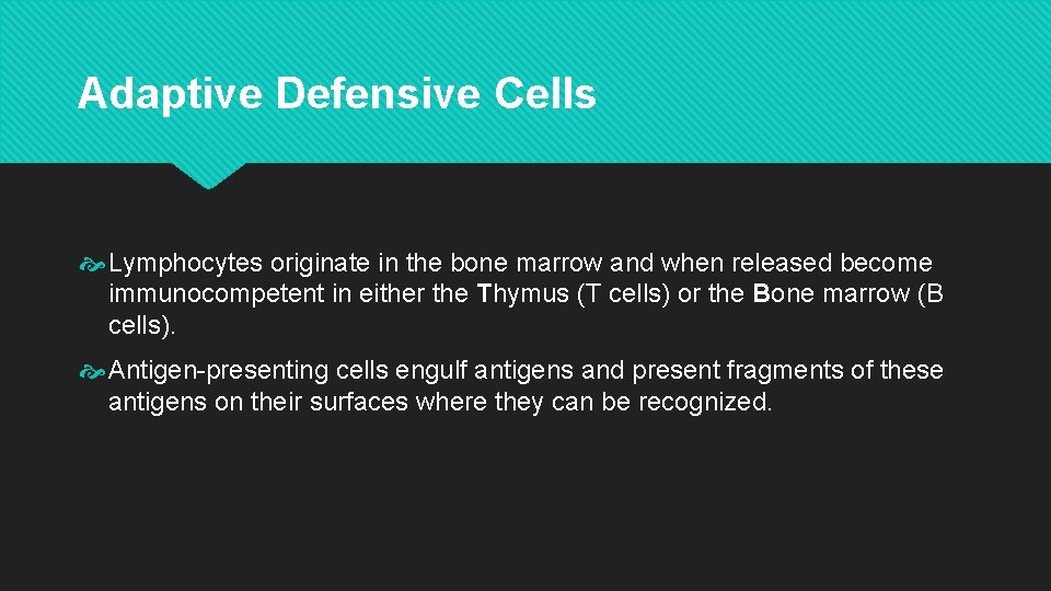 Adaptive Defensive Cells Lymphocytes originate in the bone marrow and when released become immunocompetent